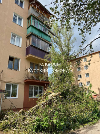 В Курской области сильный ветер ломал деревья и обрывал провода