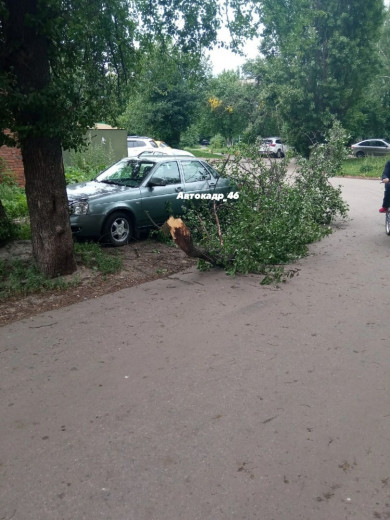 В Курске ветка дикой груши сломалась и упала на машину