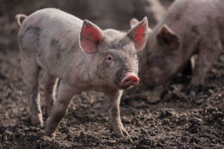 В Курской области на помойку выбросили труп свиньи с АЧС