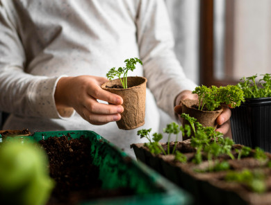 Как вырастить здоровую рассаду. 5 секретов выращивания рассады овощей и цветов