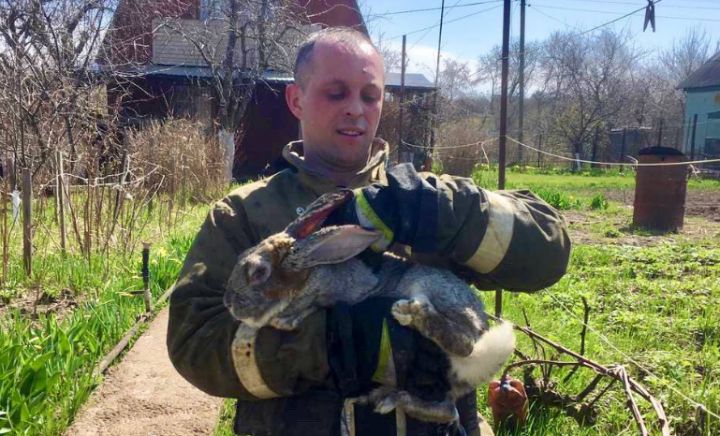 Курские пожарные спасли кроликов из огня