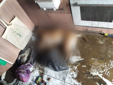 В Железногорске в горящей квартире погибла собака