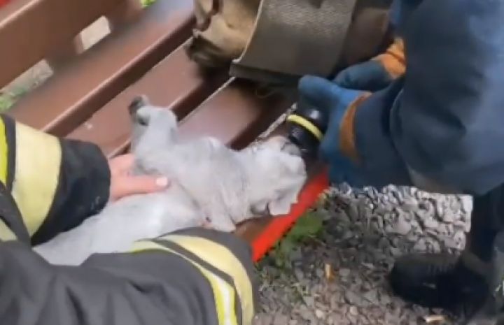 Курские пожарные спасли и реанимировали кота
