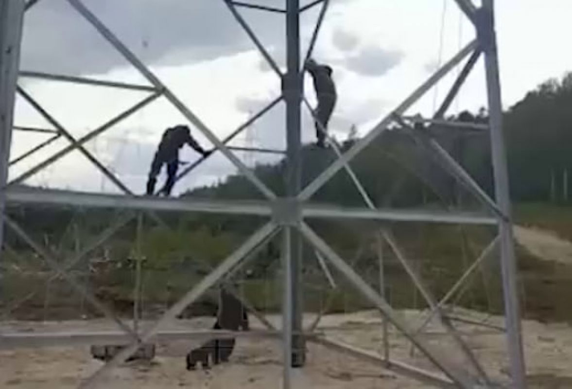 Разозлившаяся медведица загнала мужчин на&nbsp;телебашню