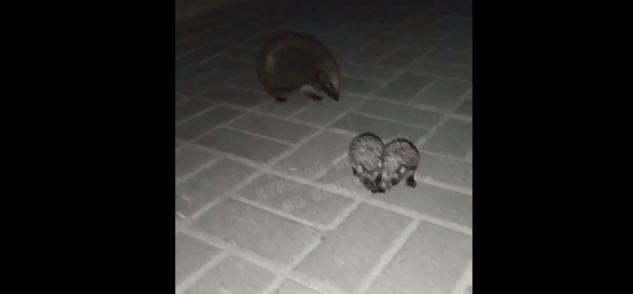 Куряне сняли на видео прогулку ежат