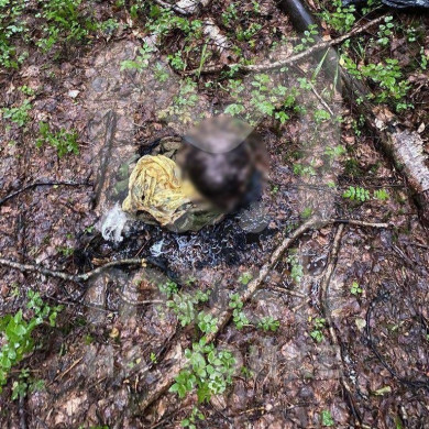 Мужчина нашёл в лесу тлеющий пакет с человеческой головой