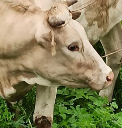 В Курской области ищут хозяина теленка