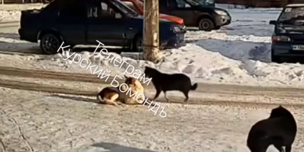 В Курске стая собак держит в страхе жителей Союзной