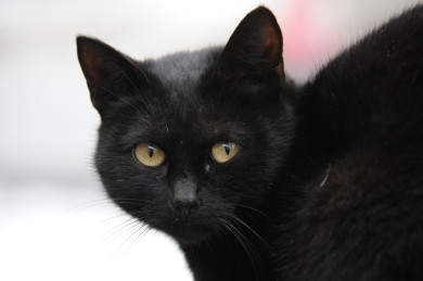 Школьница пыталась покончить с собой, потому что мама выкинула её кошку