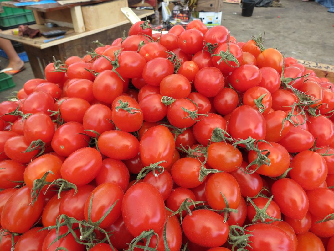 Как курянам определиться со временем посадки рассады томатов и перцев