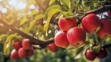 Как вырастить в саду крупные и вкусные яблоки