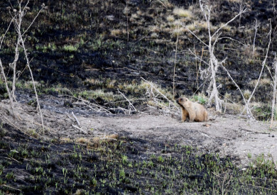 В Курской области сурки выжили в ландшафтном пожаре