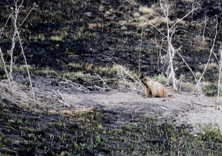 В Курской области сурки выжили в ландшафтном пожаре