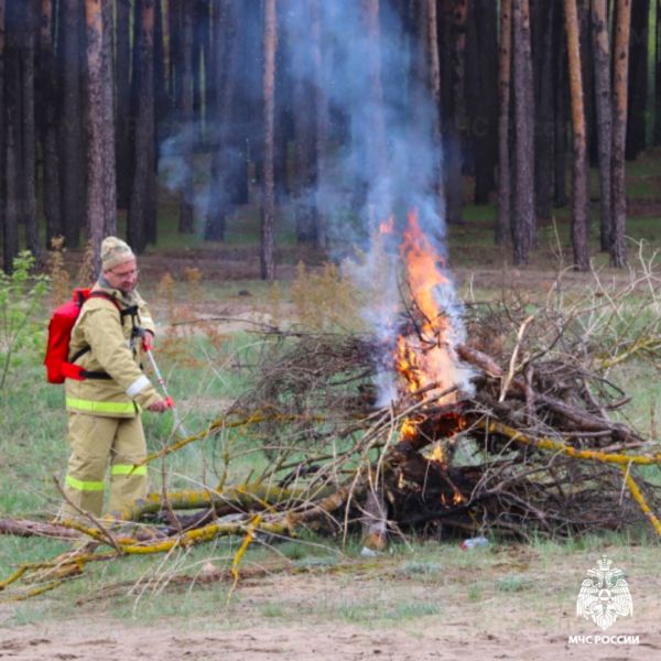 В Курской области ввели запрет на посещение лесов