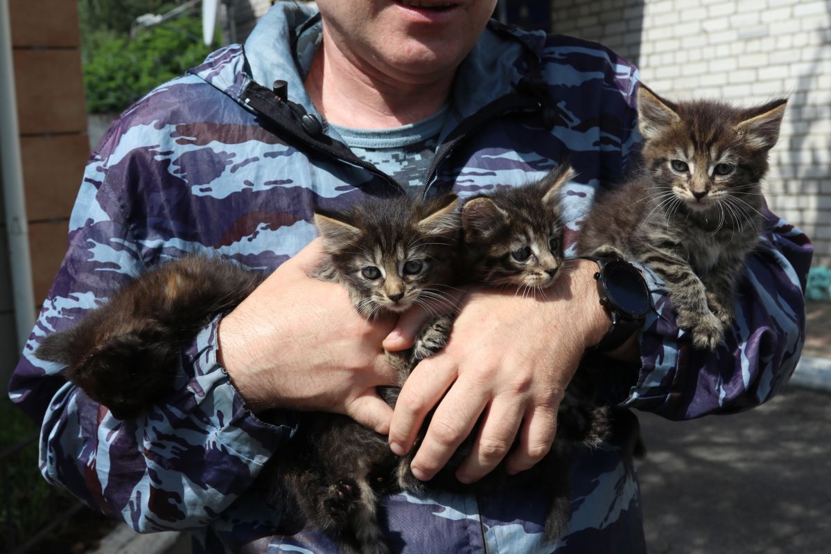 Курские кинологи раздают котят в добрые руки