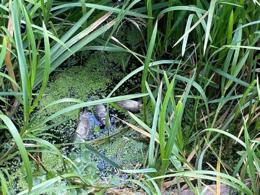 В Курске в реке сварилась рыба