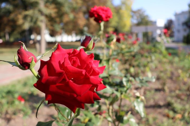 Жара покинет Курскую область