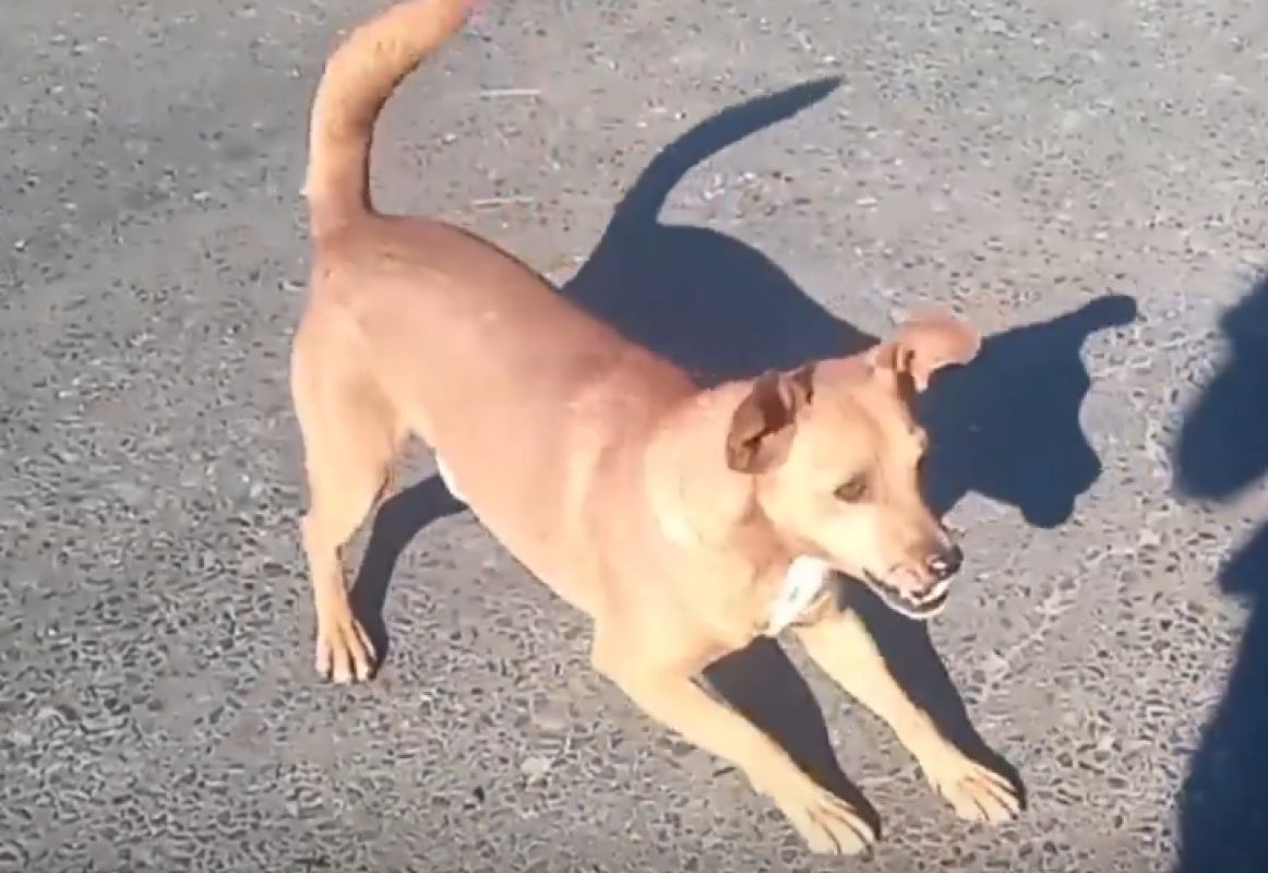 Курские полицейские оказывают помощь животным, оставшимся на опустевших территориях