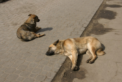 Съели лицо и обглодали ногу: свора собак загрызла женщину по дороге на работу