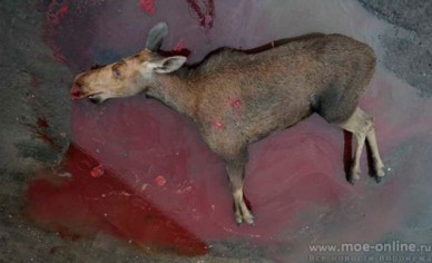 В Курской области задержали браконьеров, убивших лося