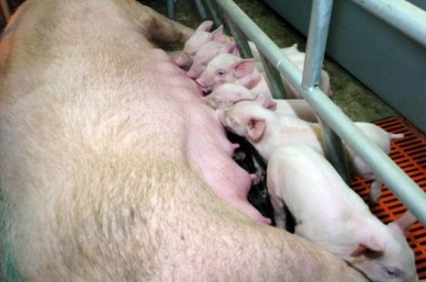 «Нам запрещают держать свиней»