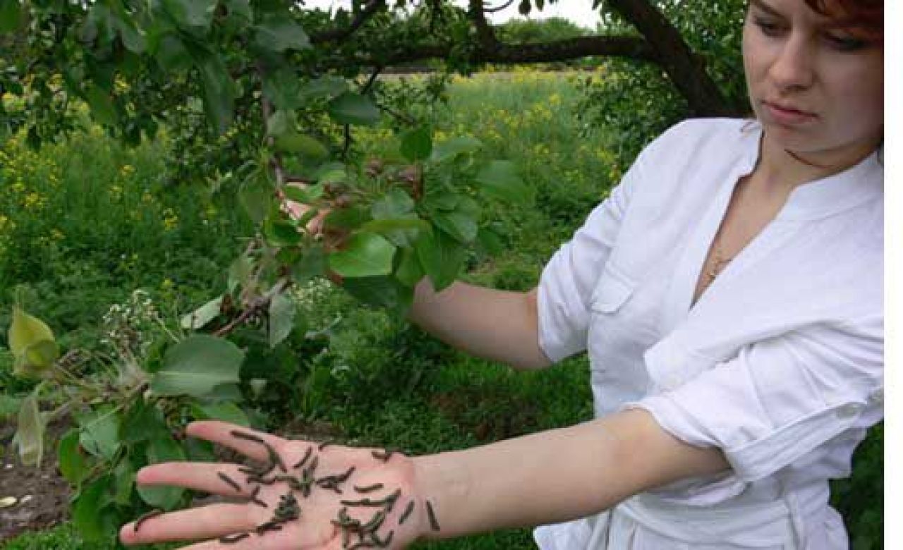 Курскую область ждет нашествие насекомых-паразитов