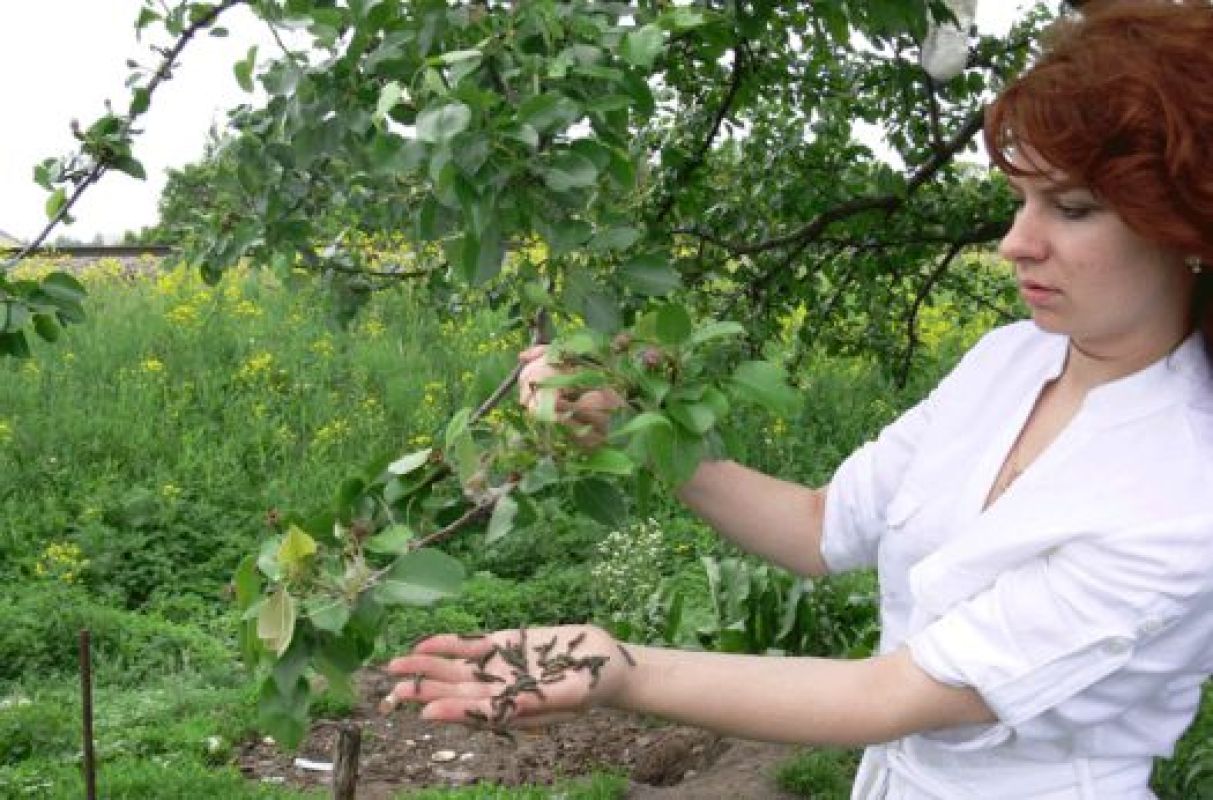 Насекомые способны за считанные дни уничтожить дерево