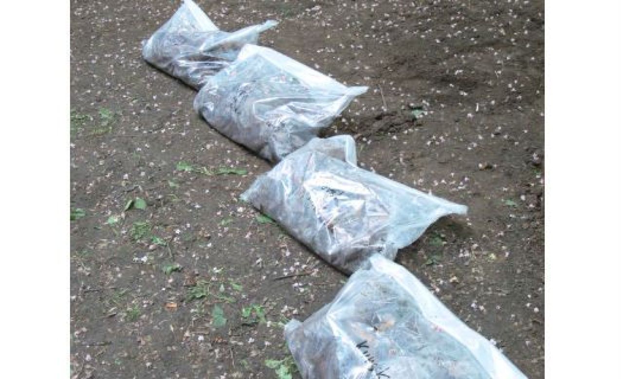 В парке Бородино эксгумировали останки 242 немецких солдат