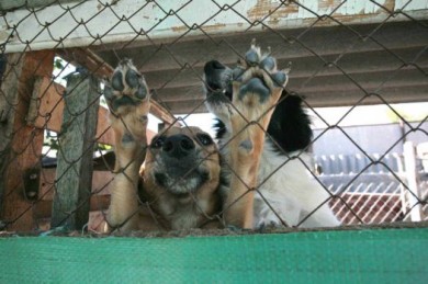 Как кошка с собакой