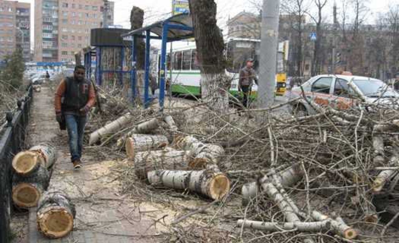 На площади Перекальского спилили старинные тополя
