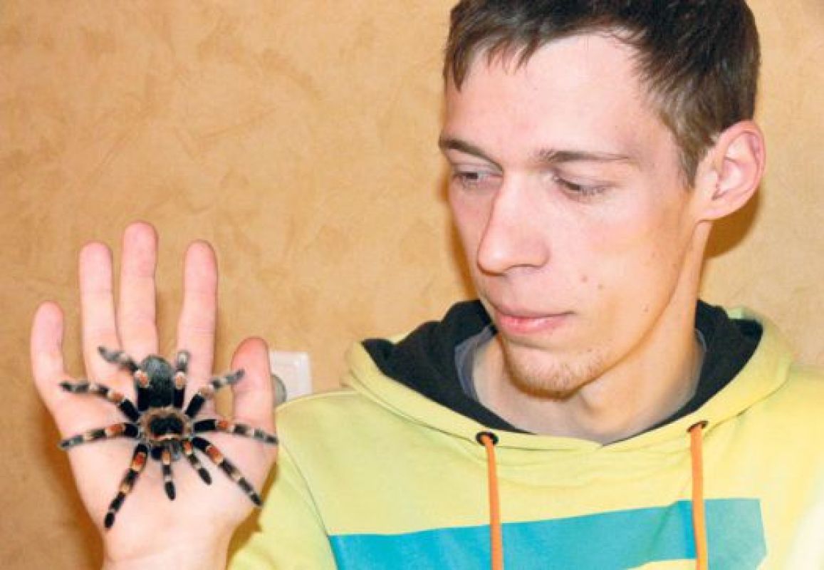 Паук брахипельма смити — самый медлительный и неагрессивный, поэтому этот вид часто показывают в кино