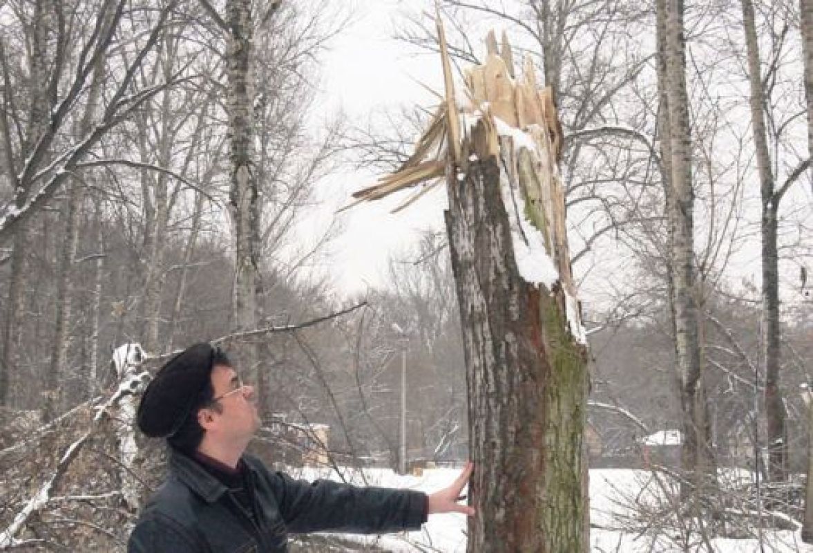 Общий ущерб от вырубки составляет 300 тысяч рублей