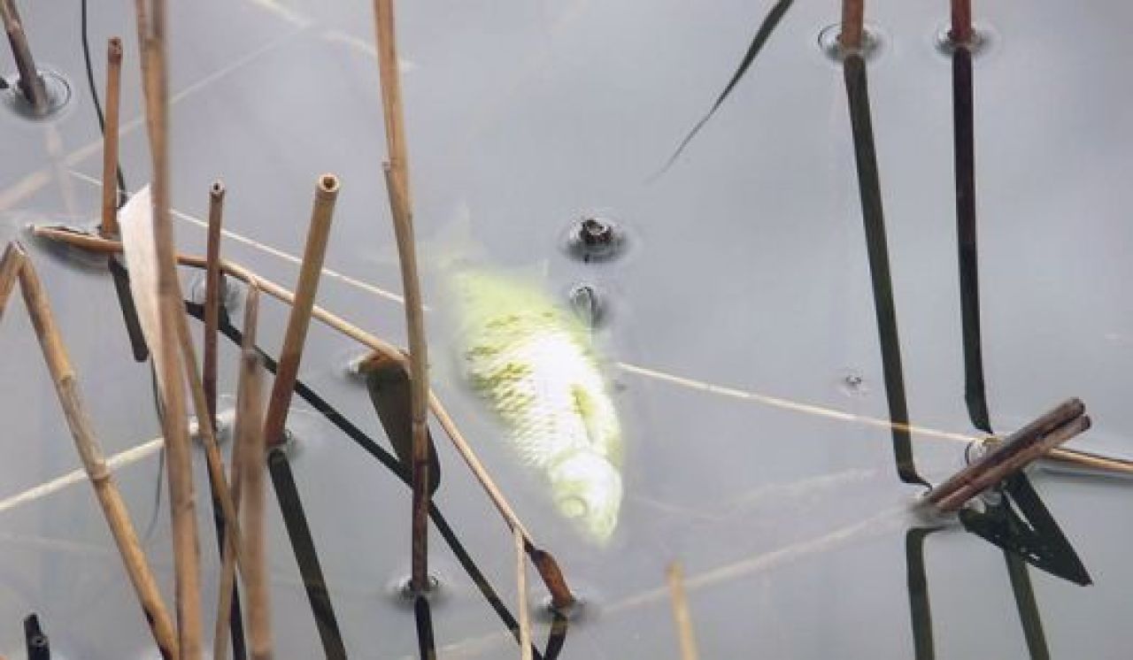 Вряд ли река, где гибнет рыба, безопасна для людей