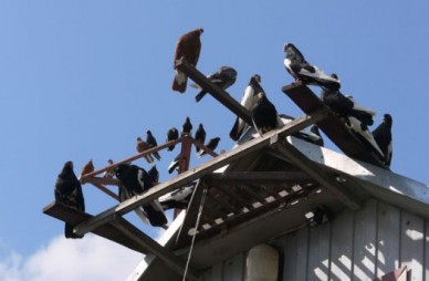 Любовь и голуби