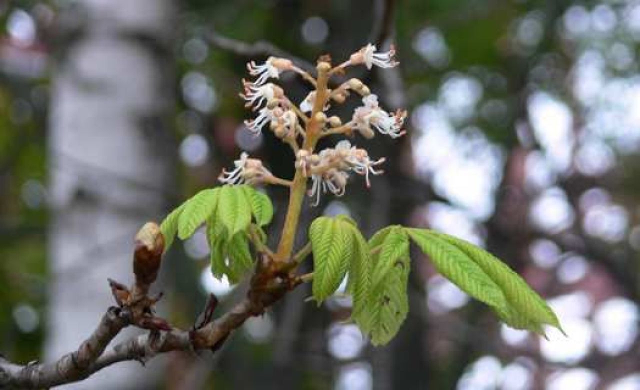 В Курске зацвели каштаны