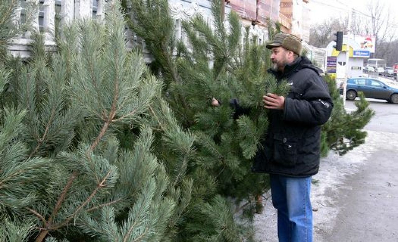 В Курске будет работать 137 ёлочных базаров