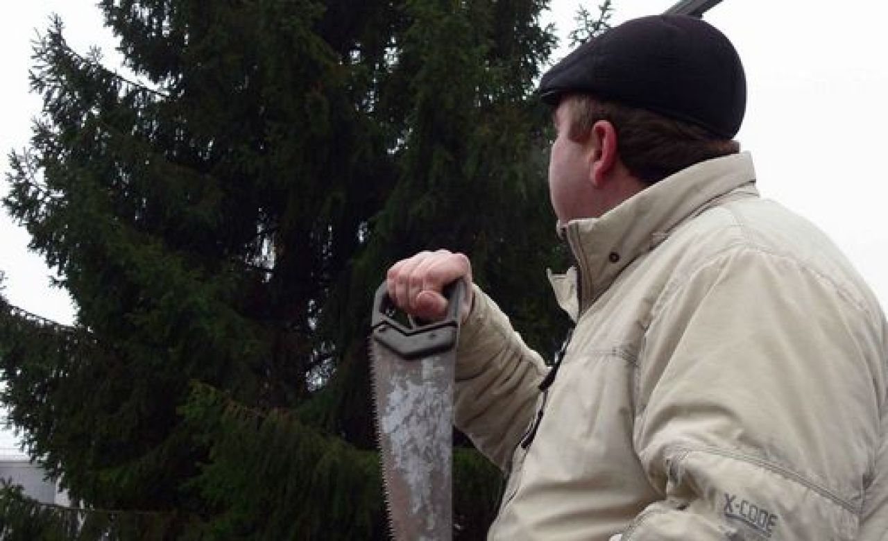 На Красной площади Курска поставят ёлку из Бычков