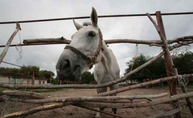 На курской границе задержаны 4 украинские лошади