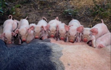 Африканской чумы свиней в Курской области в настоящее время нет