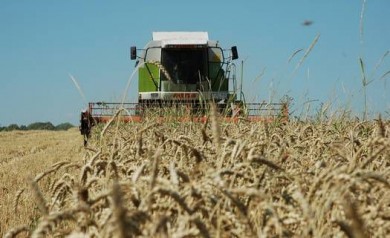 Курские аграрии собрали уже 2 миллиона тонн зерна