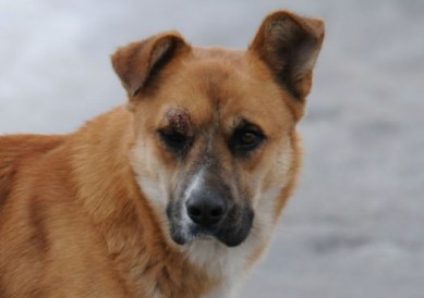 Пёс ждёт хозяйку Целый год