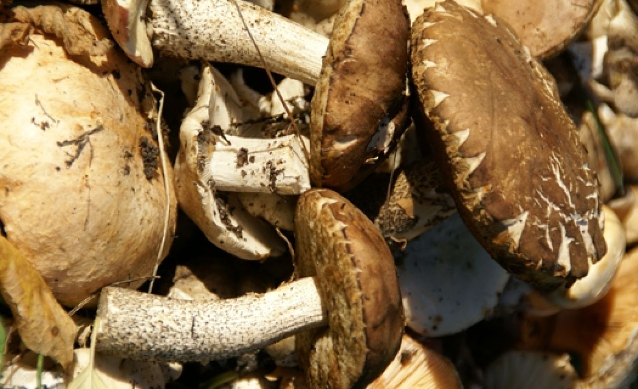 В Курской области трёхлетний ребёнок отравился грибами