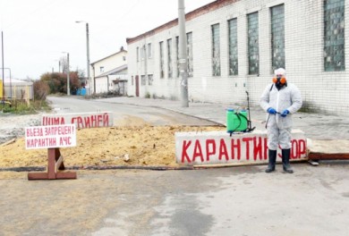 В области уничтожают свиней