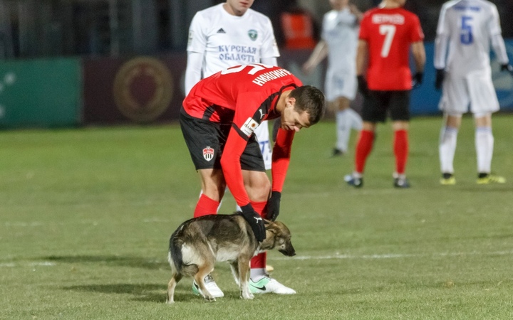 Курский &laquo;Авангард&raquo; оштрафовали на тысячу рублей за появление собаки на поле
