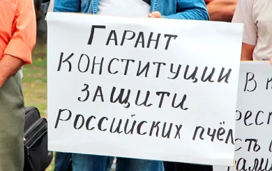 Мёртвые курские пчёлы мёда не дадут