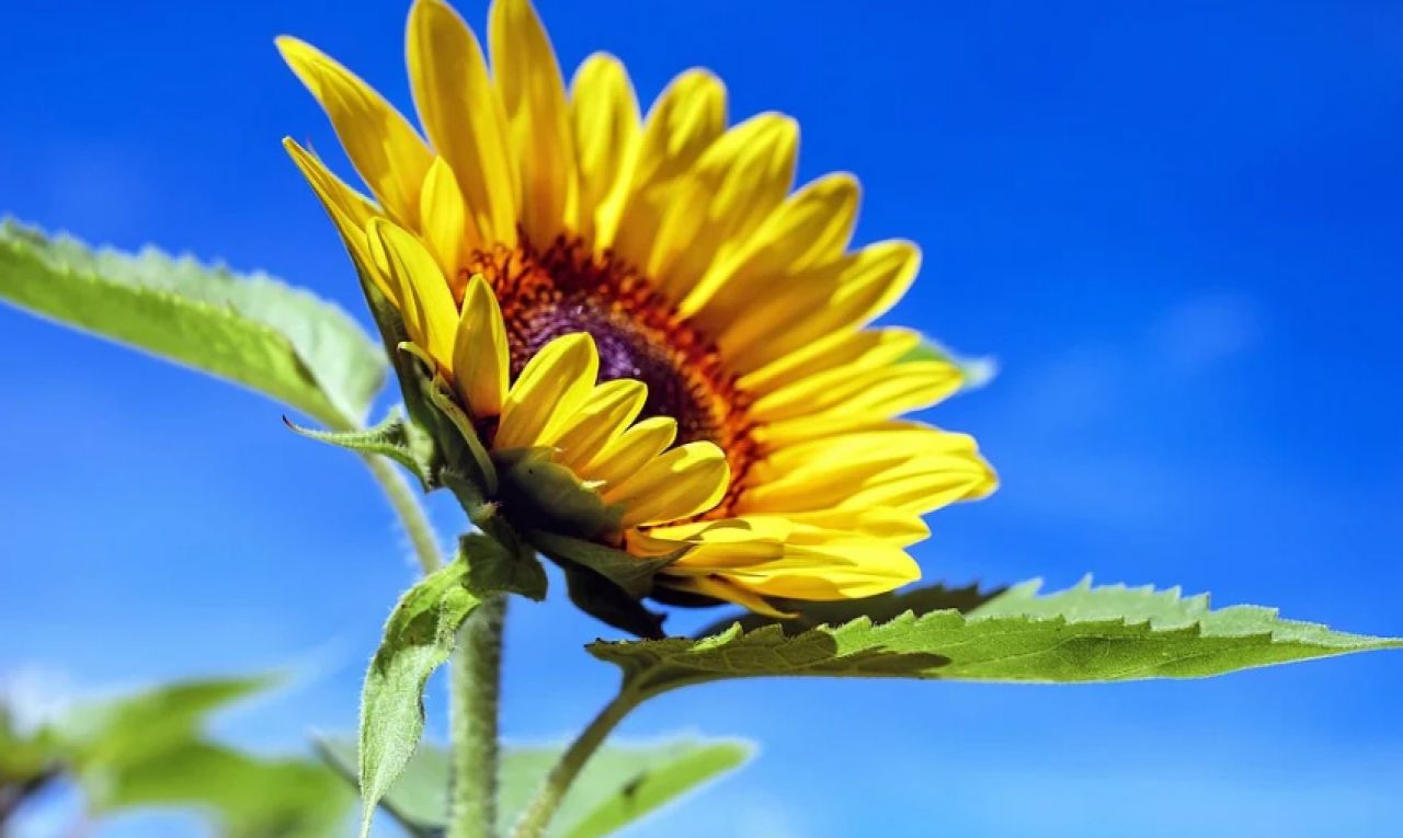 Штормовое предупреждение: в Белгородской области ожидают жару до 35 градусов